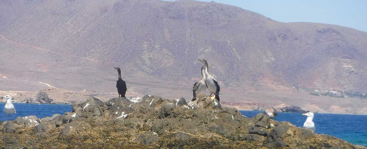 Rutas de paisaje, snorkel y excursiones privadas en Cabo de Gata